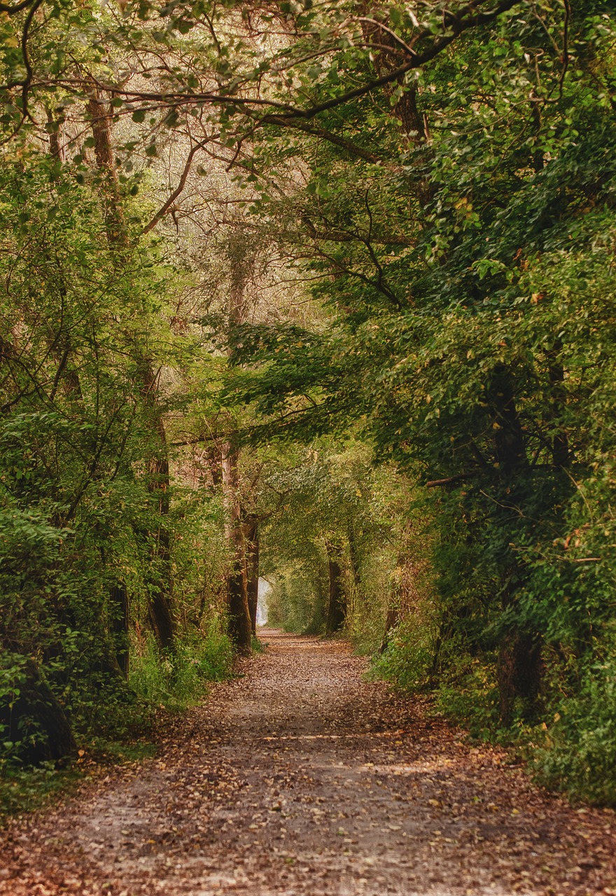 forest autumn nature free photo