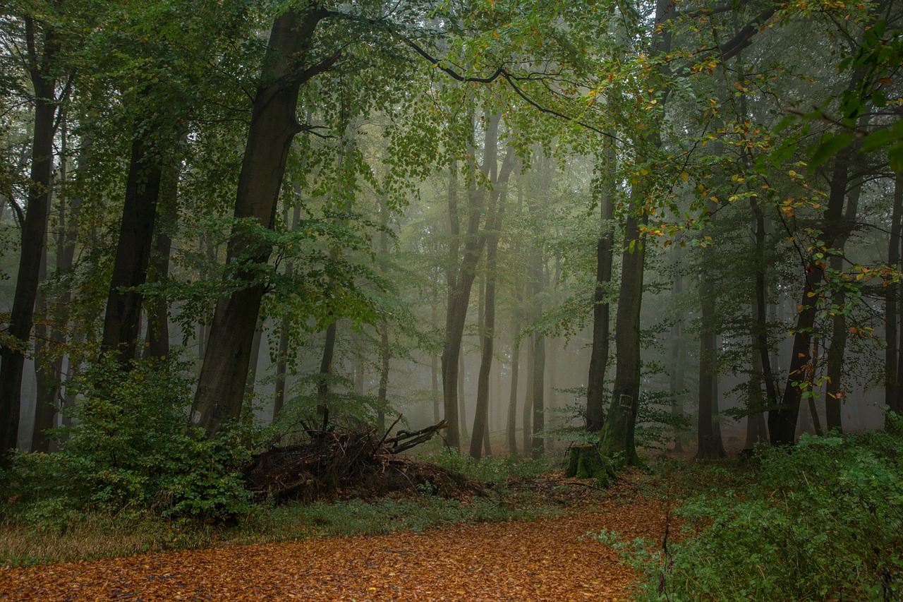 forest foggy nature free photo