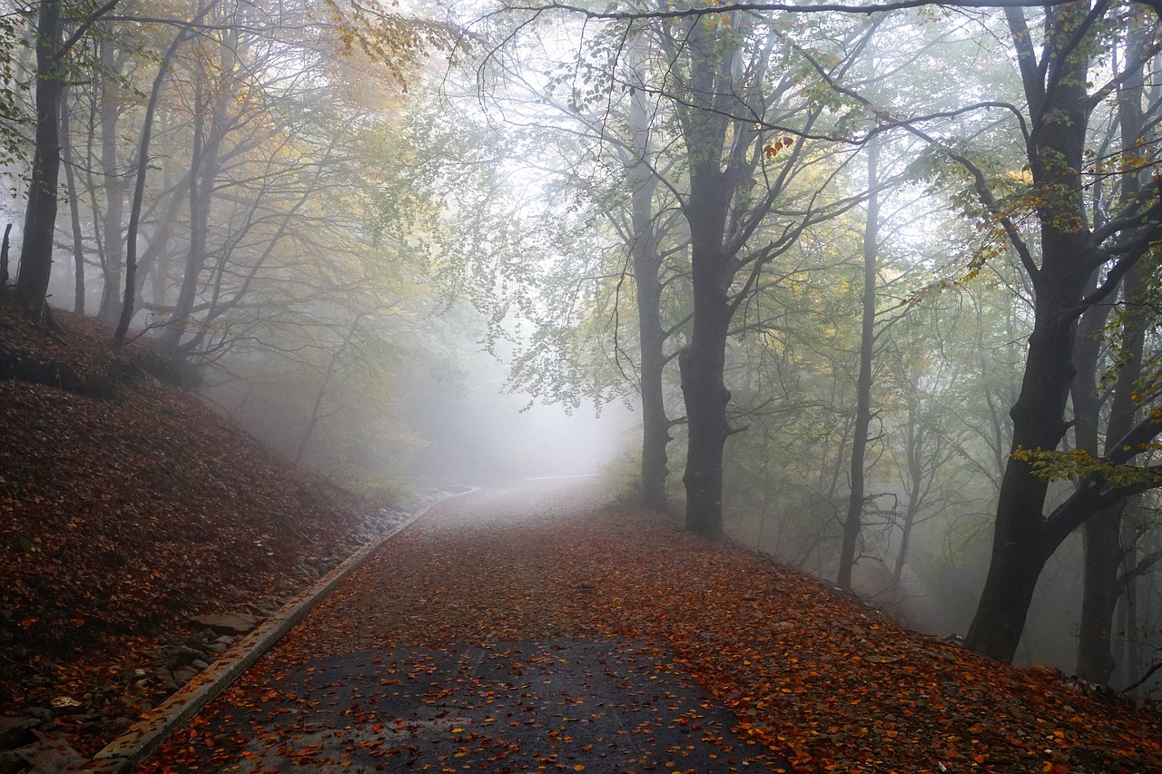 forest switzerland ticino free photo