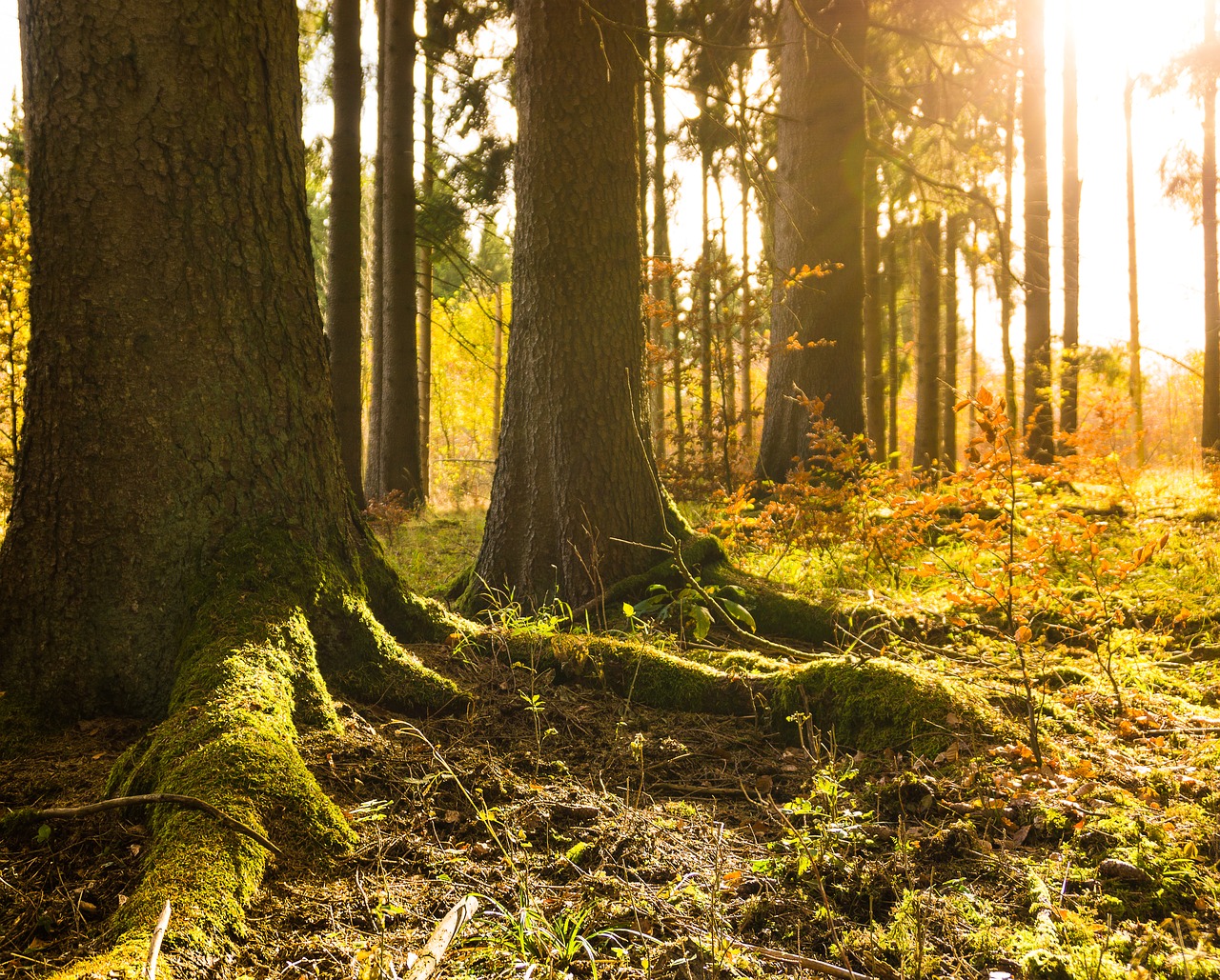 forest winter autumn free photo