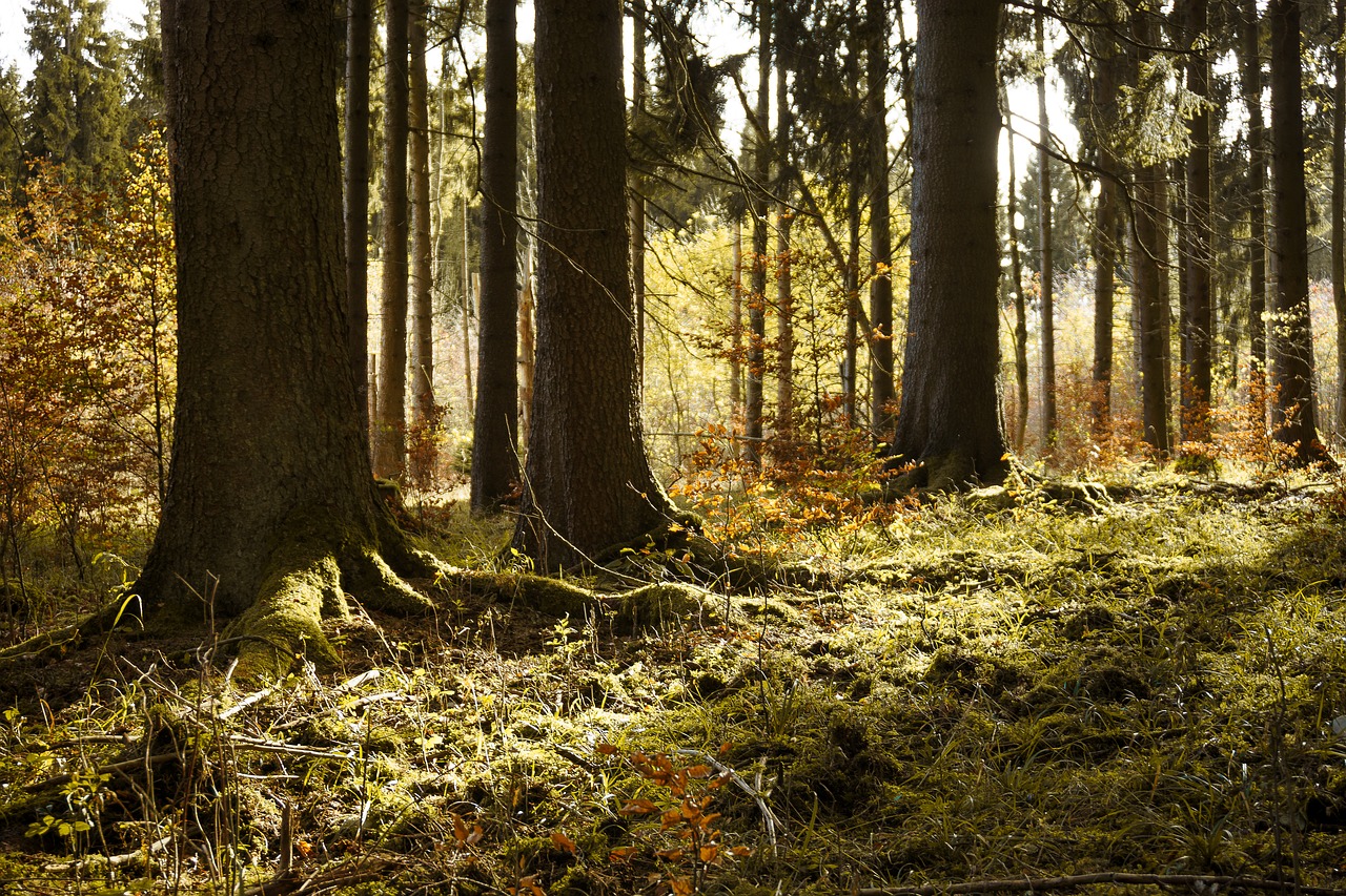 forest winter autumn free photo