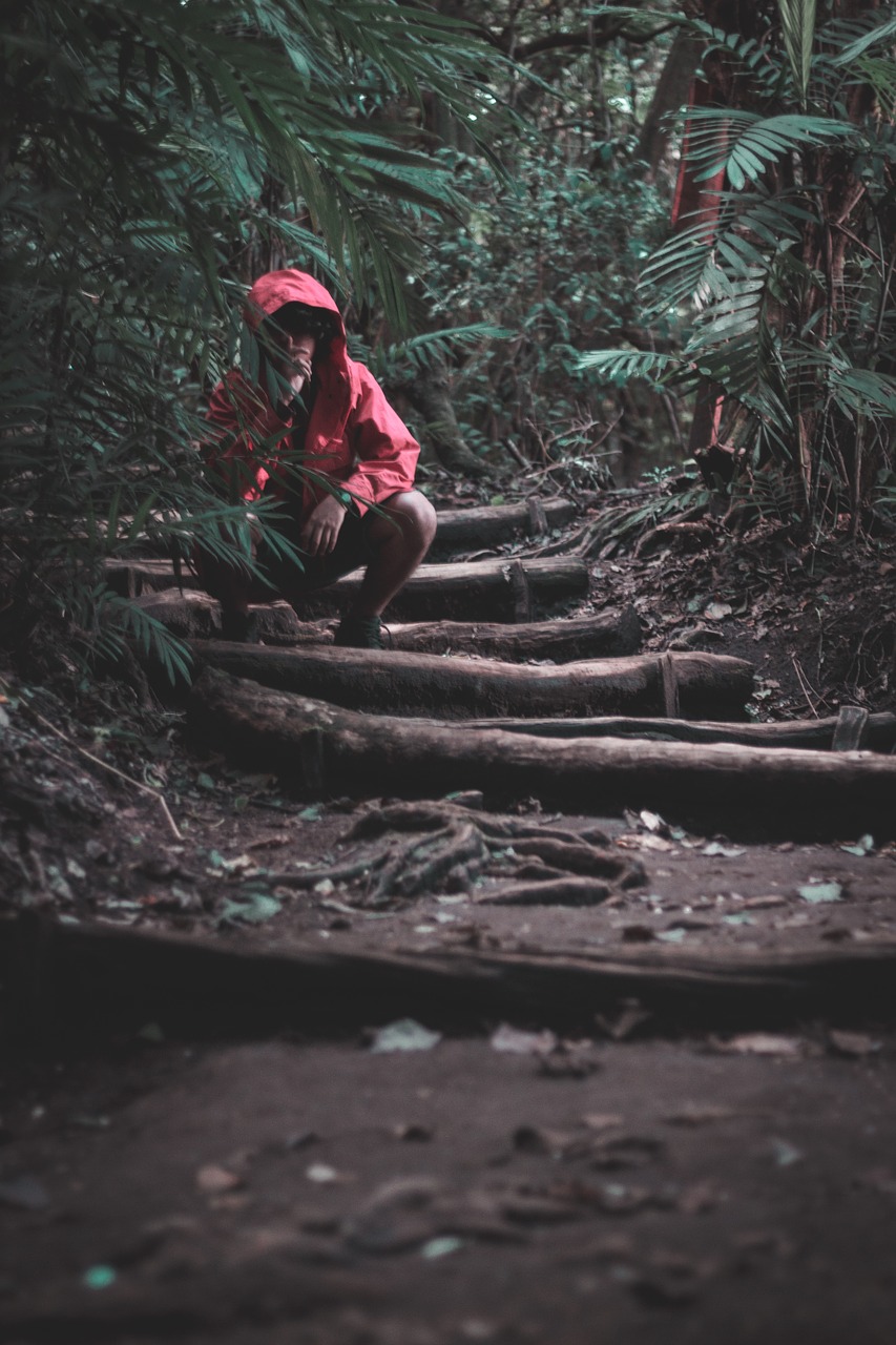 forest dark red free photo