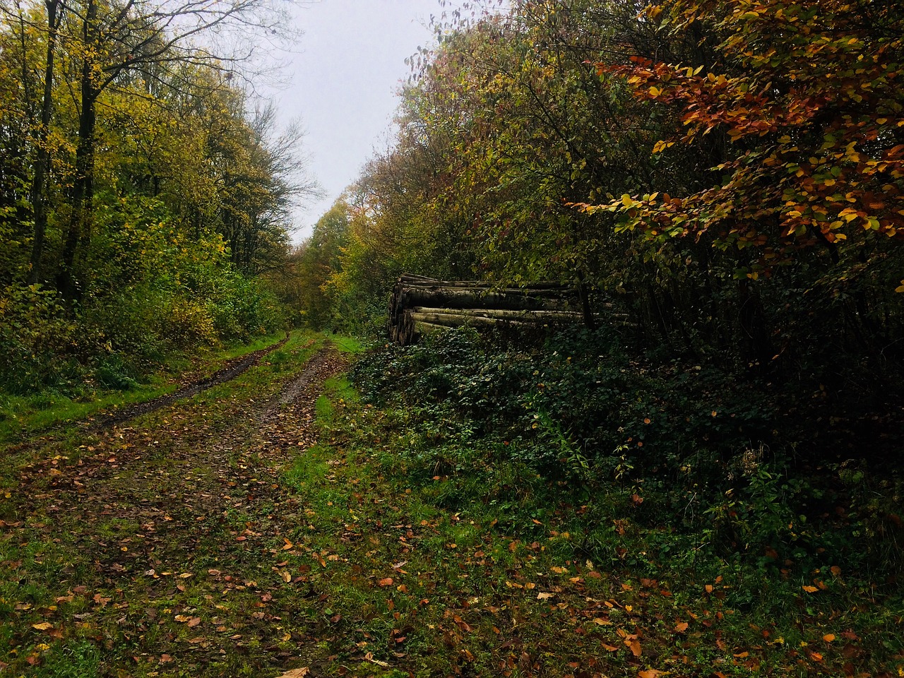 forest autumn trees free photo