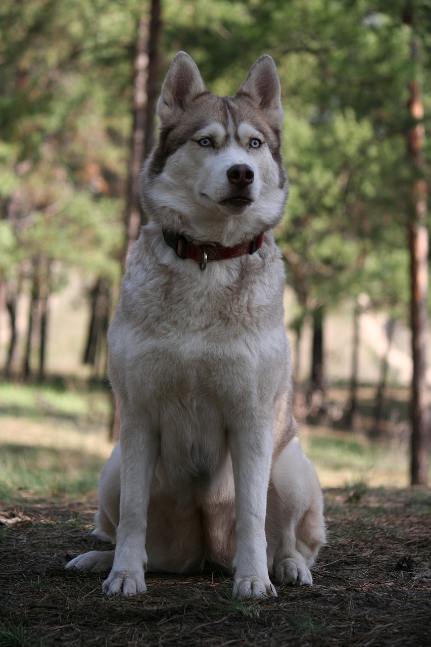 forest eyes attention free photo