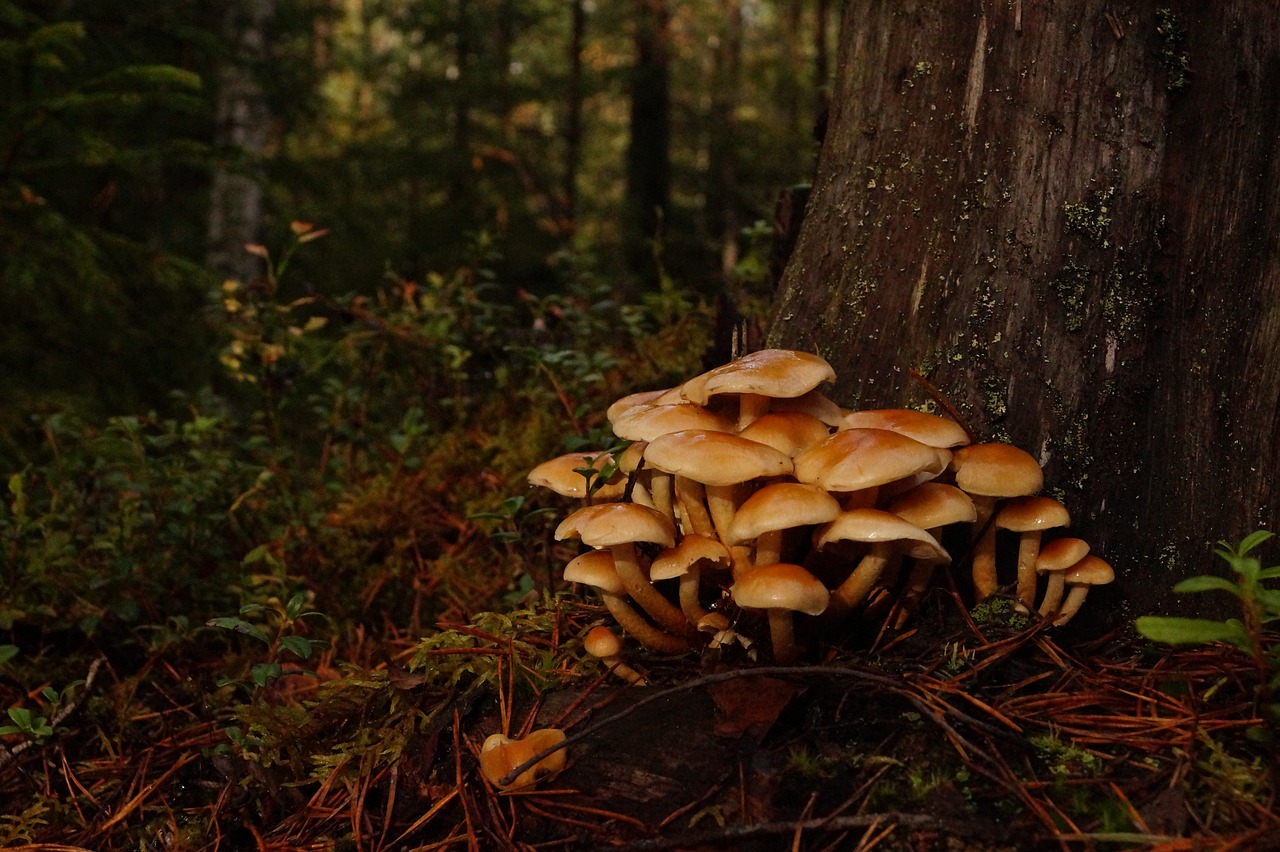 forest trees mushrooms free photo