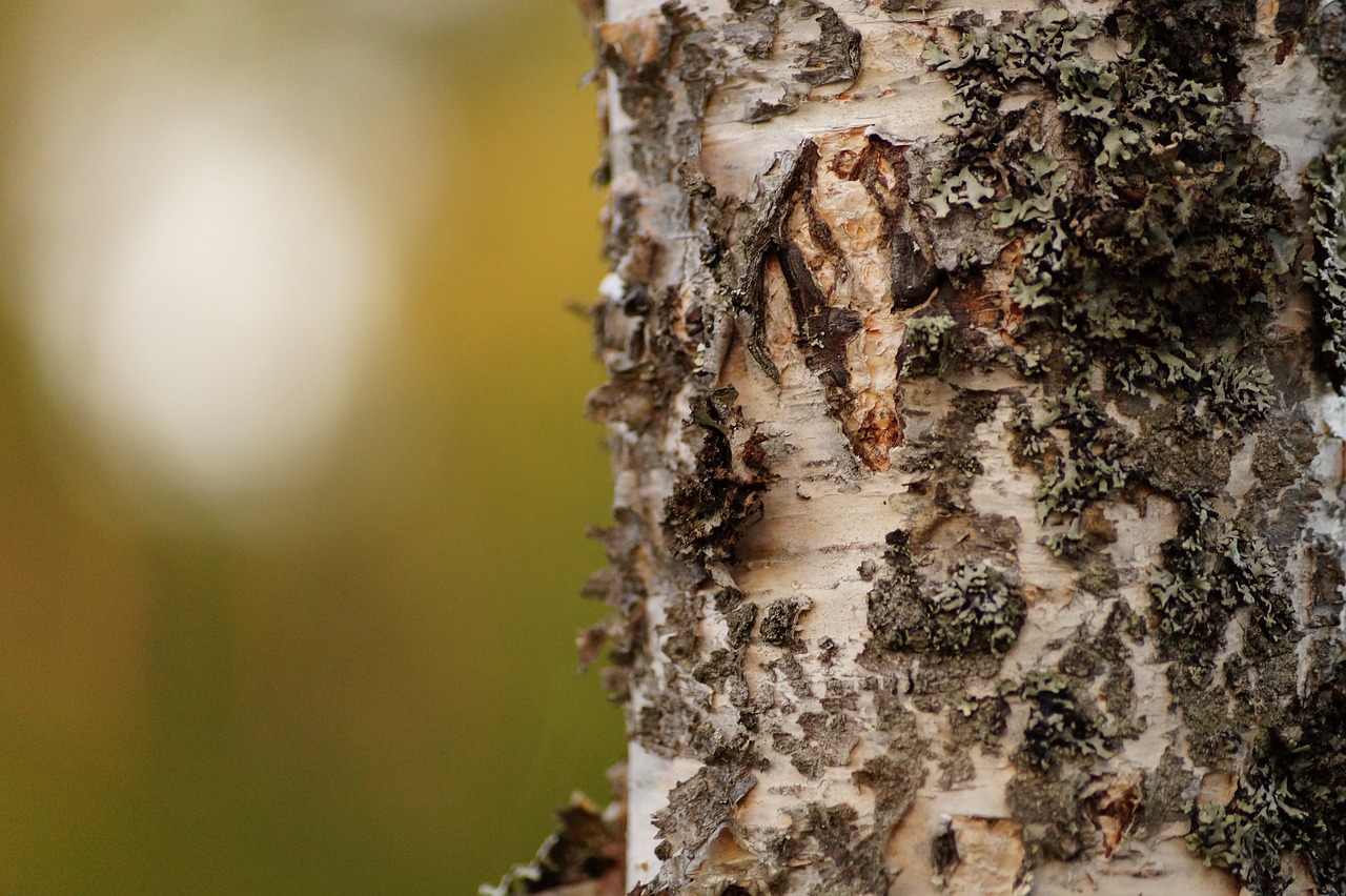 forest wood birch free photo