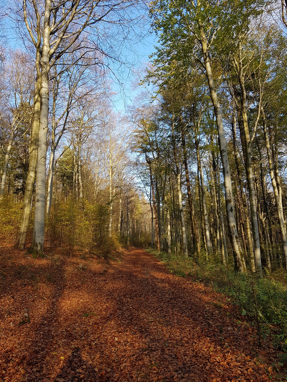 forest fall foliage autumn free photo