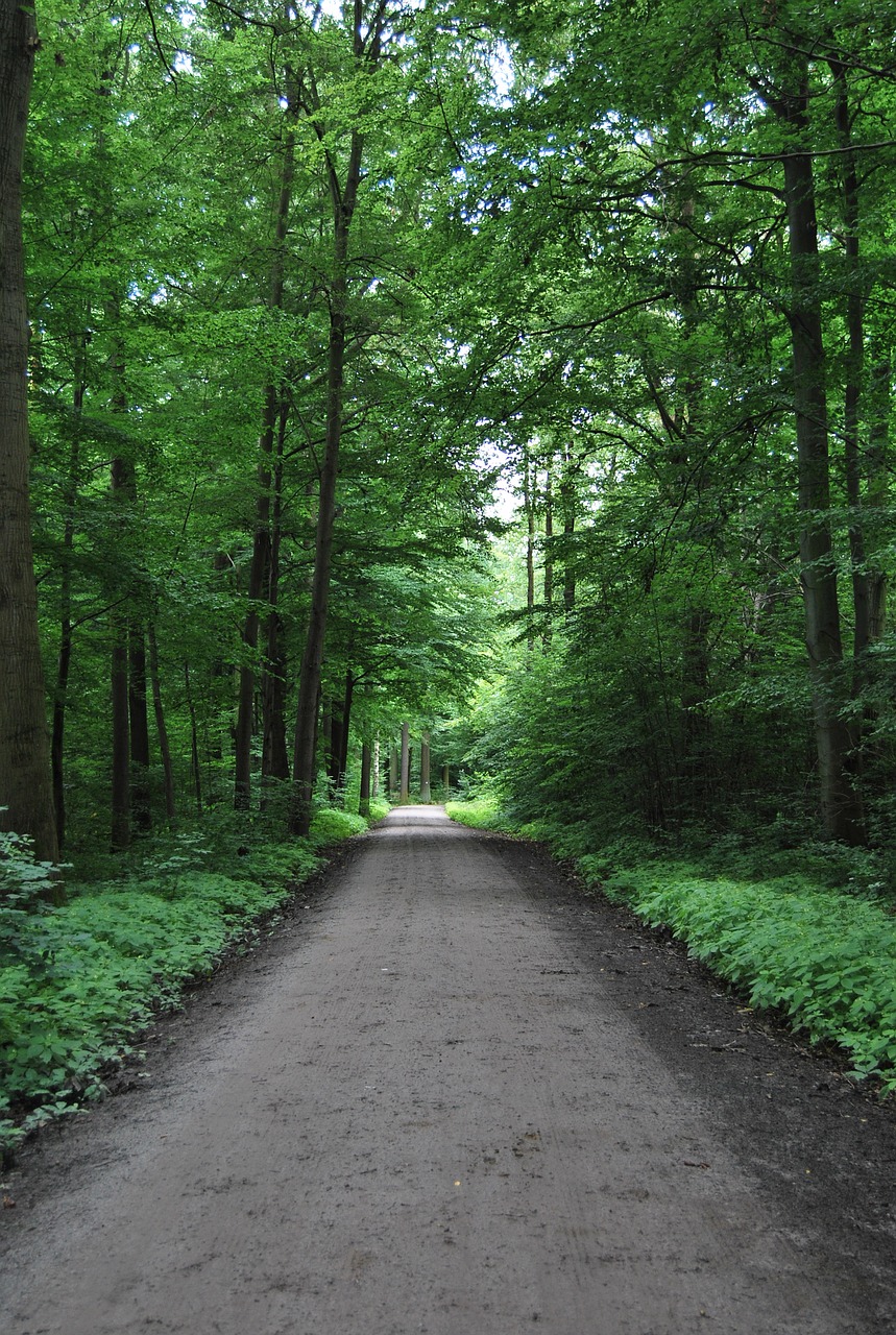 forest path nature free photo