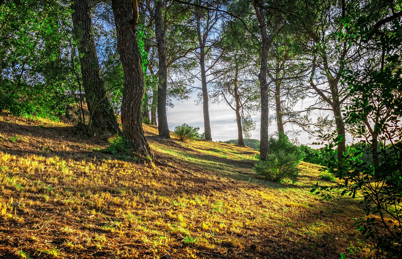 forest trees shadow free photo