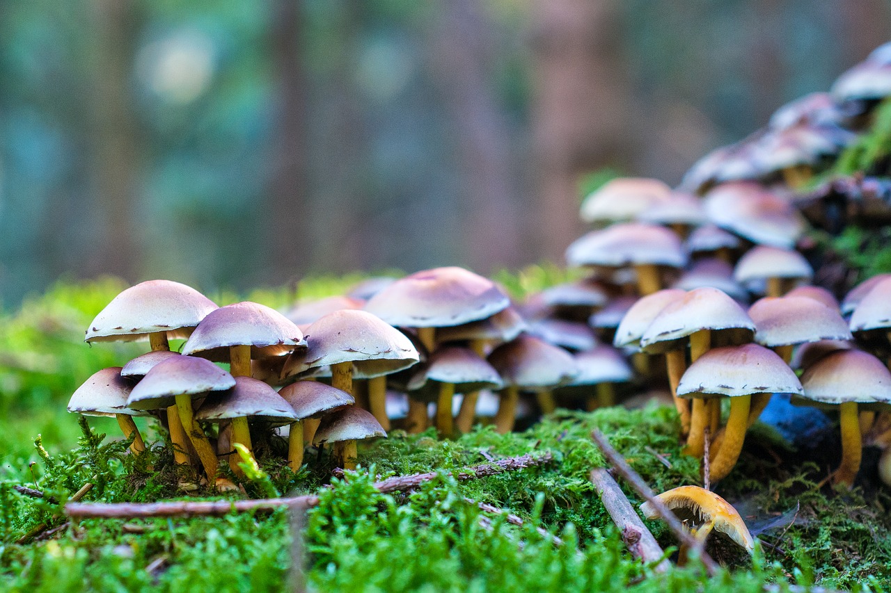 forest autumn mushrooms free photo