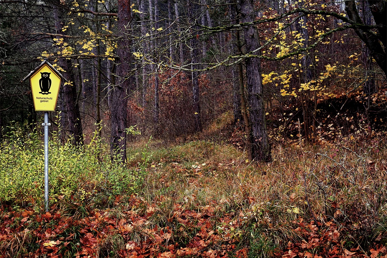 forest nature reserve free photo