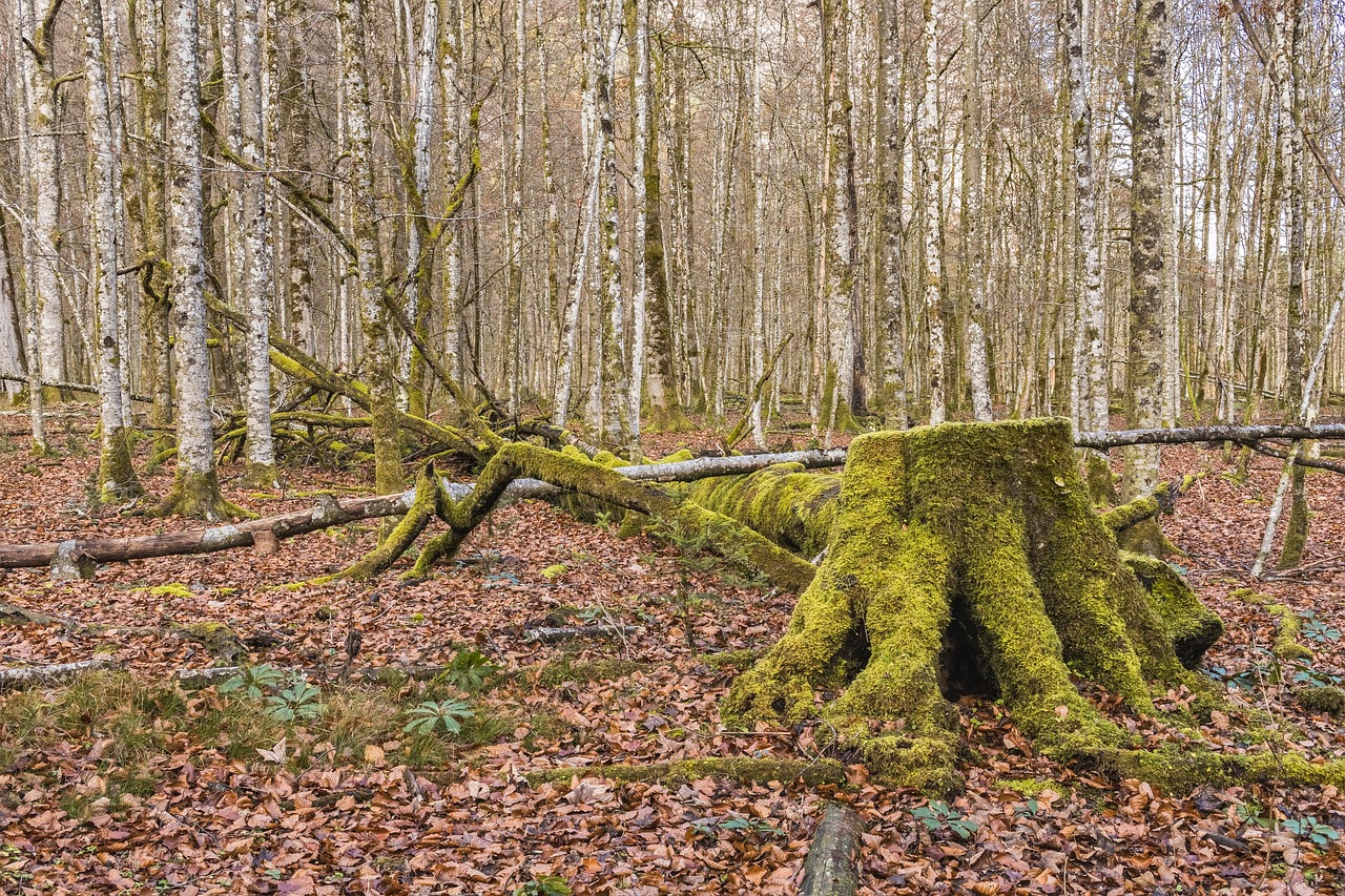 forest tree log free photo