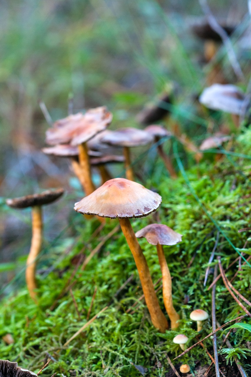 forest autumn mushroom free photo