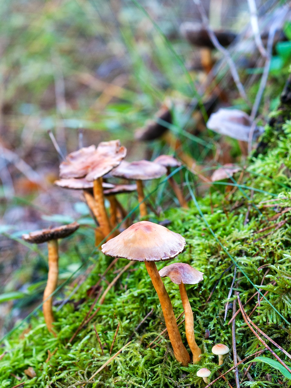 forest autumn mushroom free photo