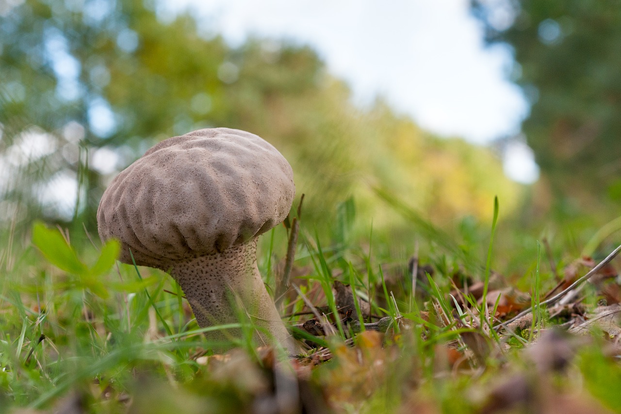 forest autumn mushroom free photo