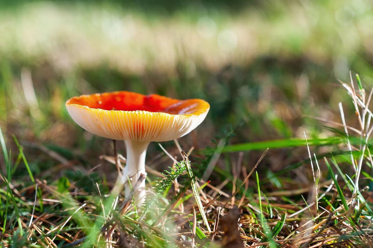 forest autumn mushroom free photo