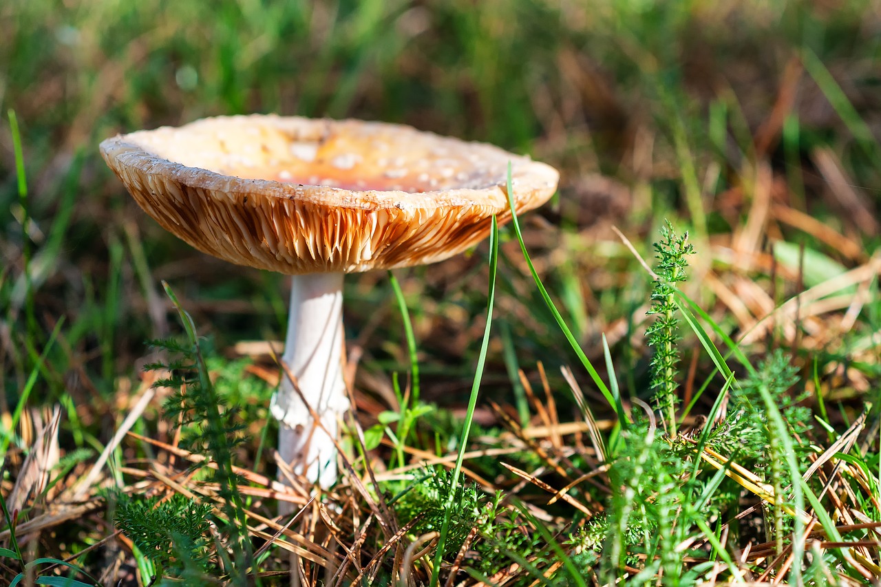 forest autumn mushroom free photo