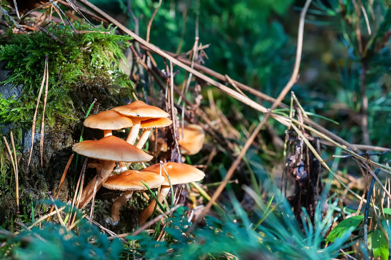 forest autumn mushroom free photo