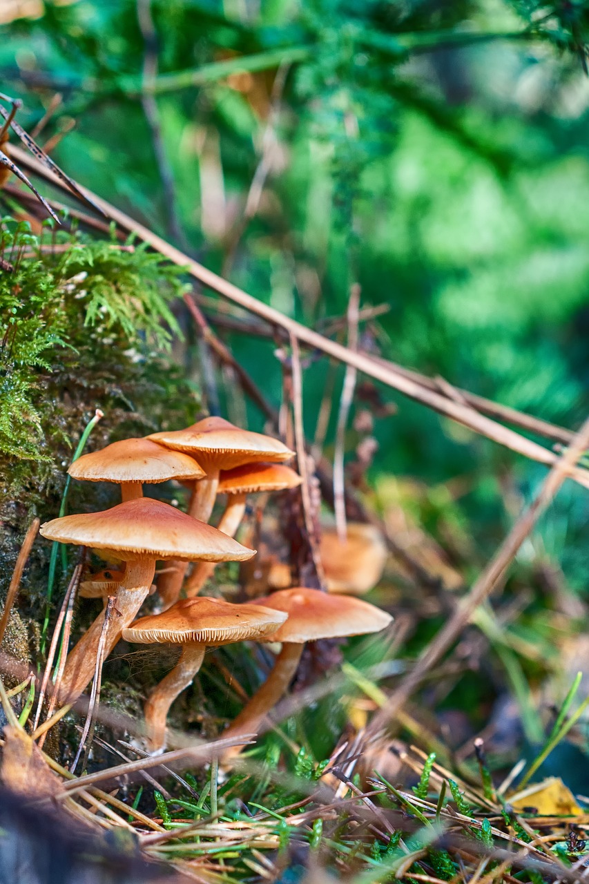 forest autumn mushroom free photo