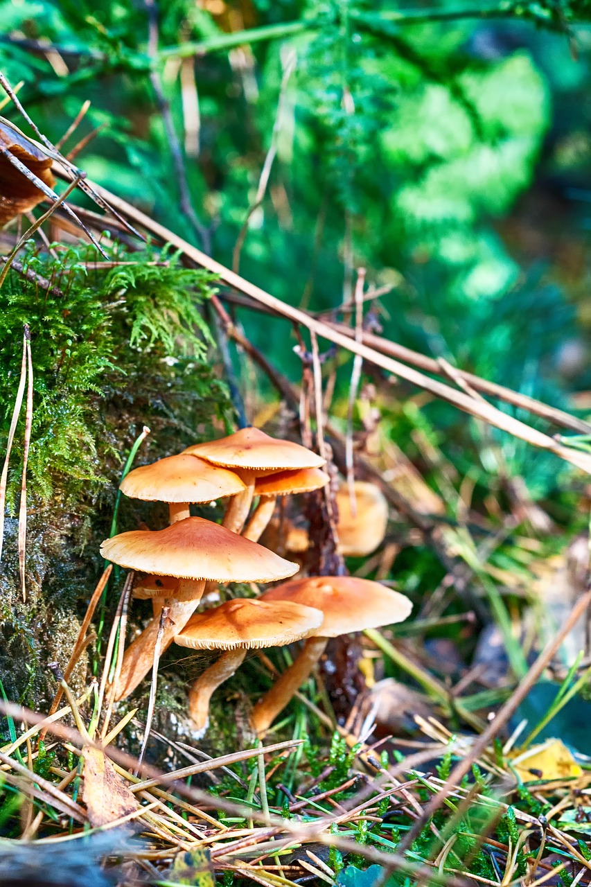 forest autumn mushroom free photo