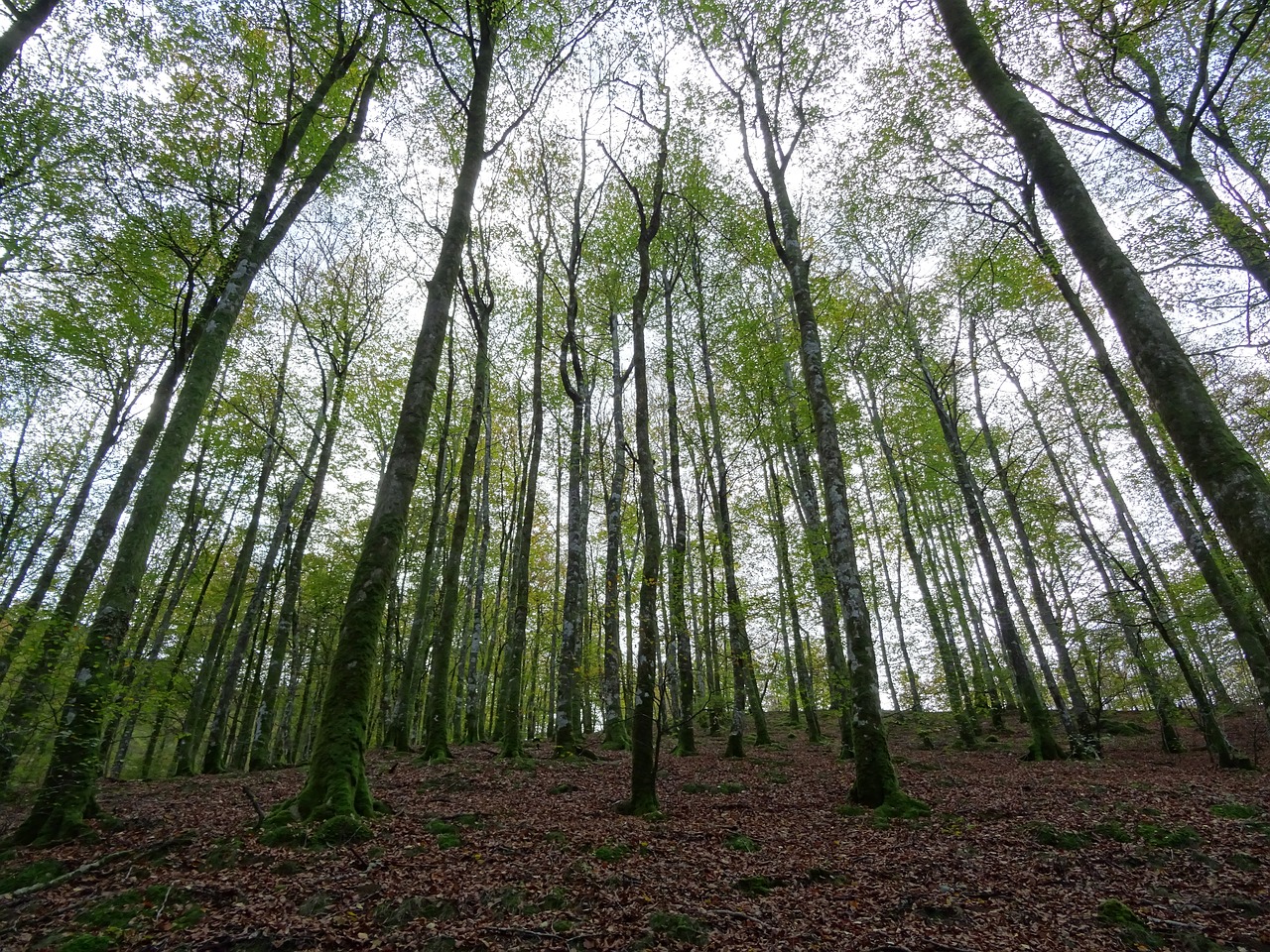 forest nature trees free photo