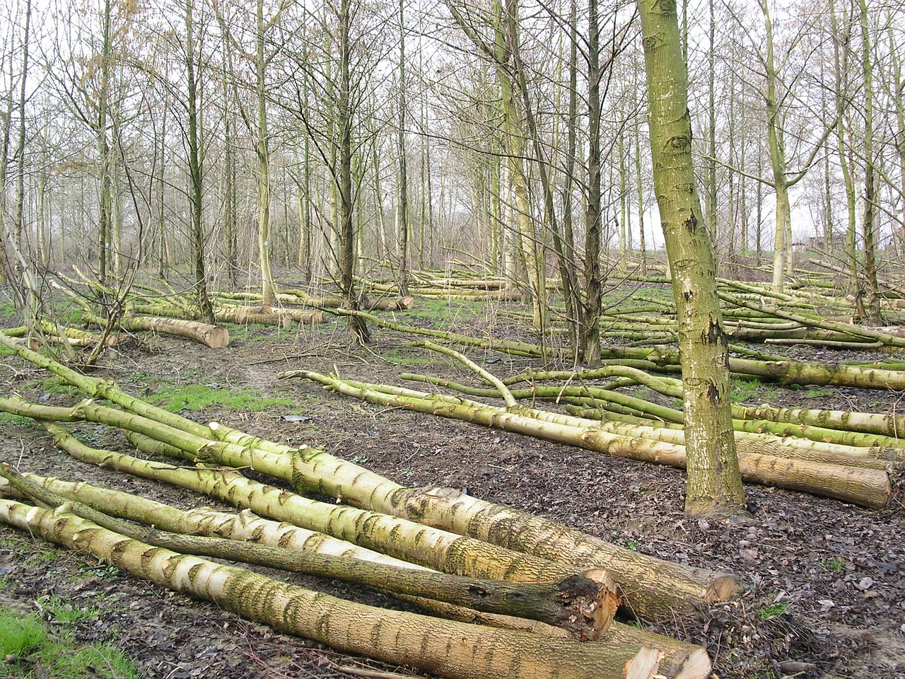 forest plants trees free photo