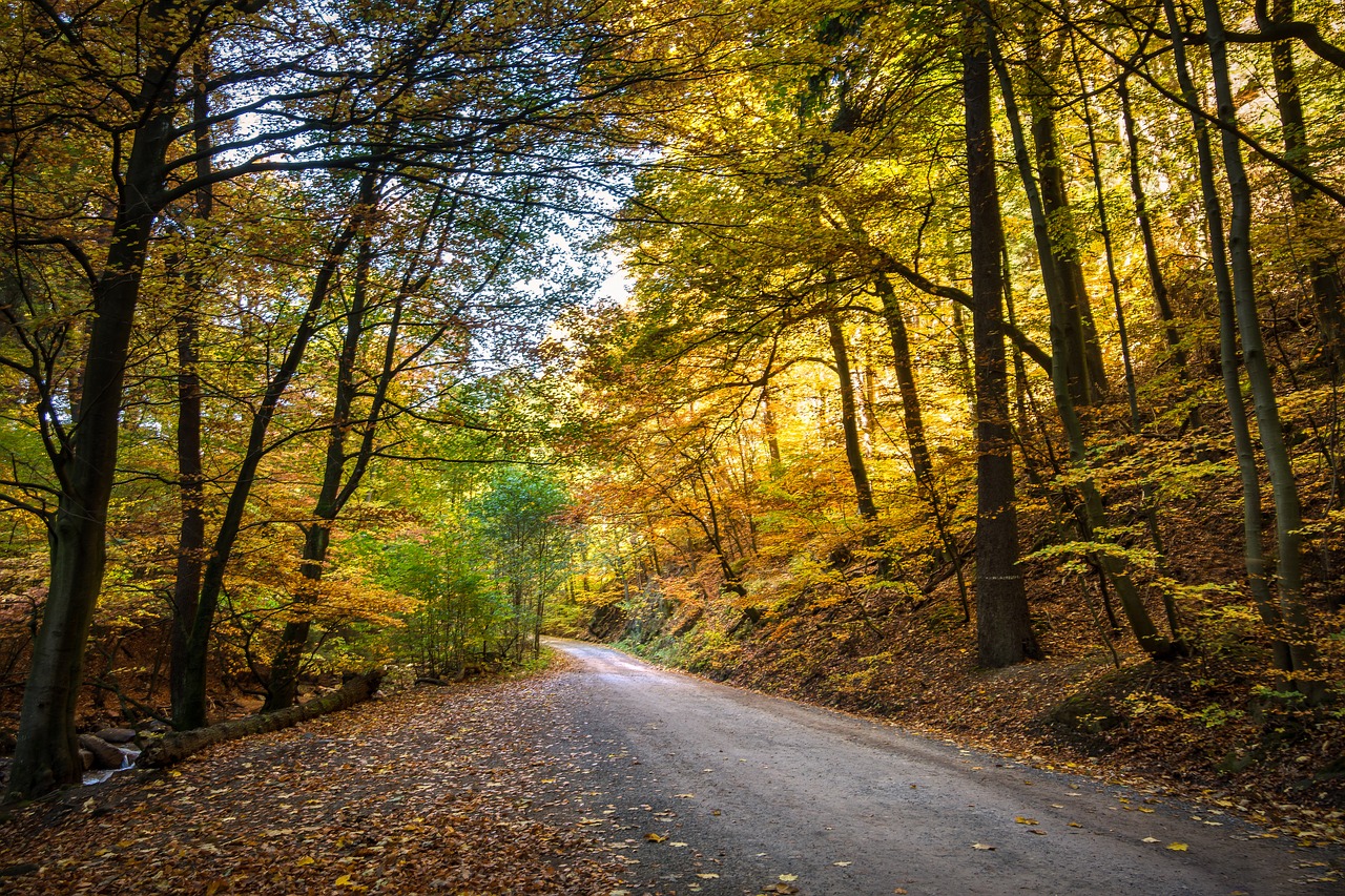 forest fall foliage forest path free photo