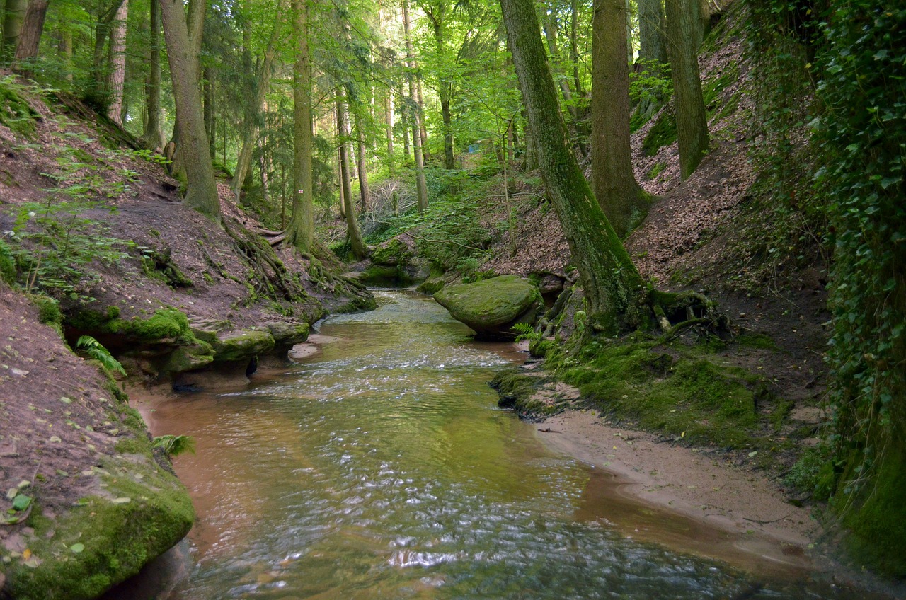 forest green the brook free photo
