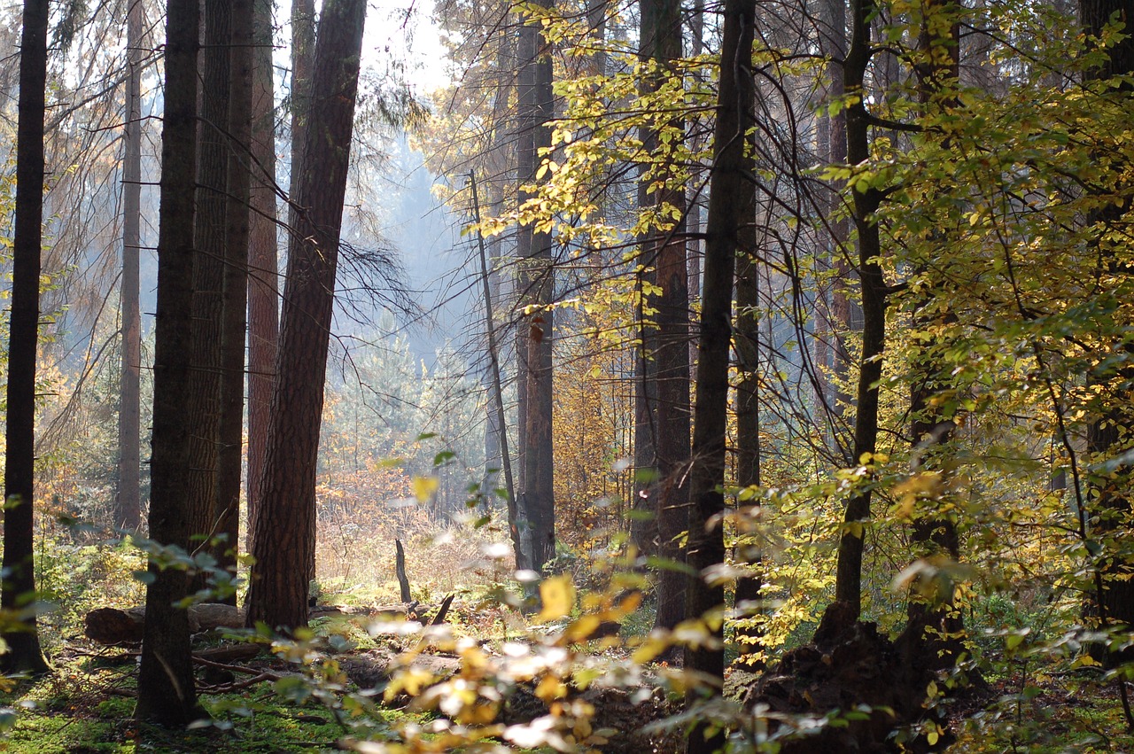 forest tree autumn free photo