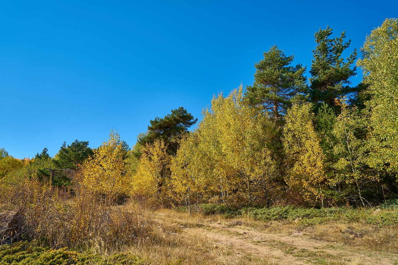 forest tree branch free photo