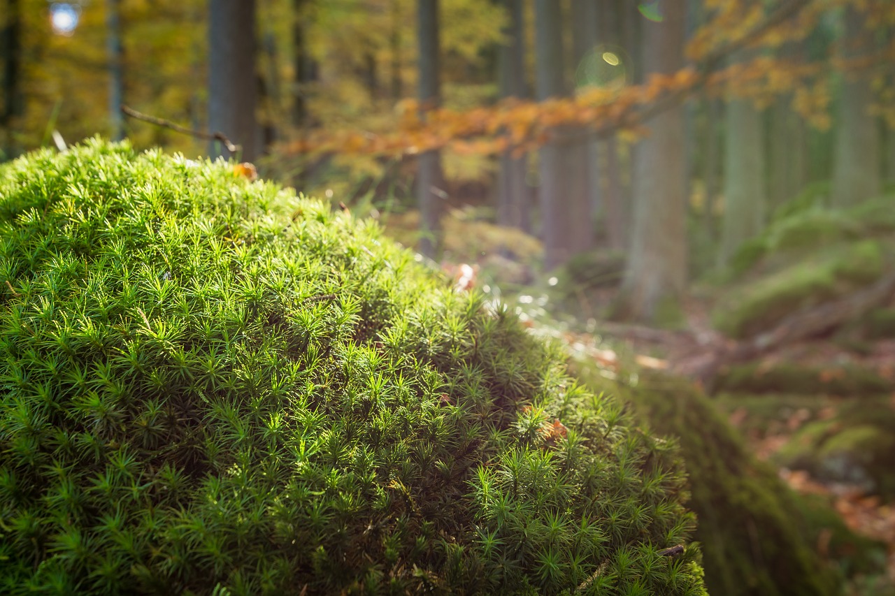 forest moss nature free photo