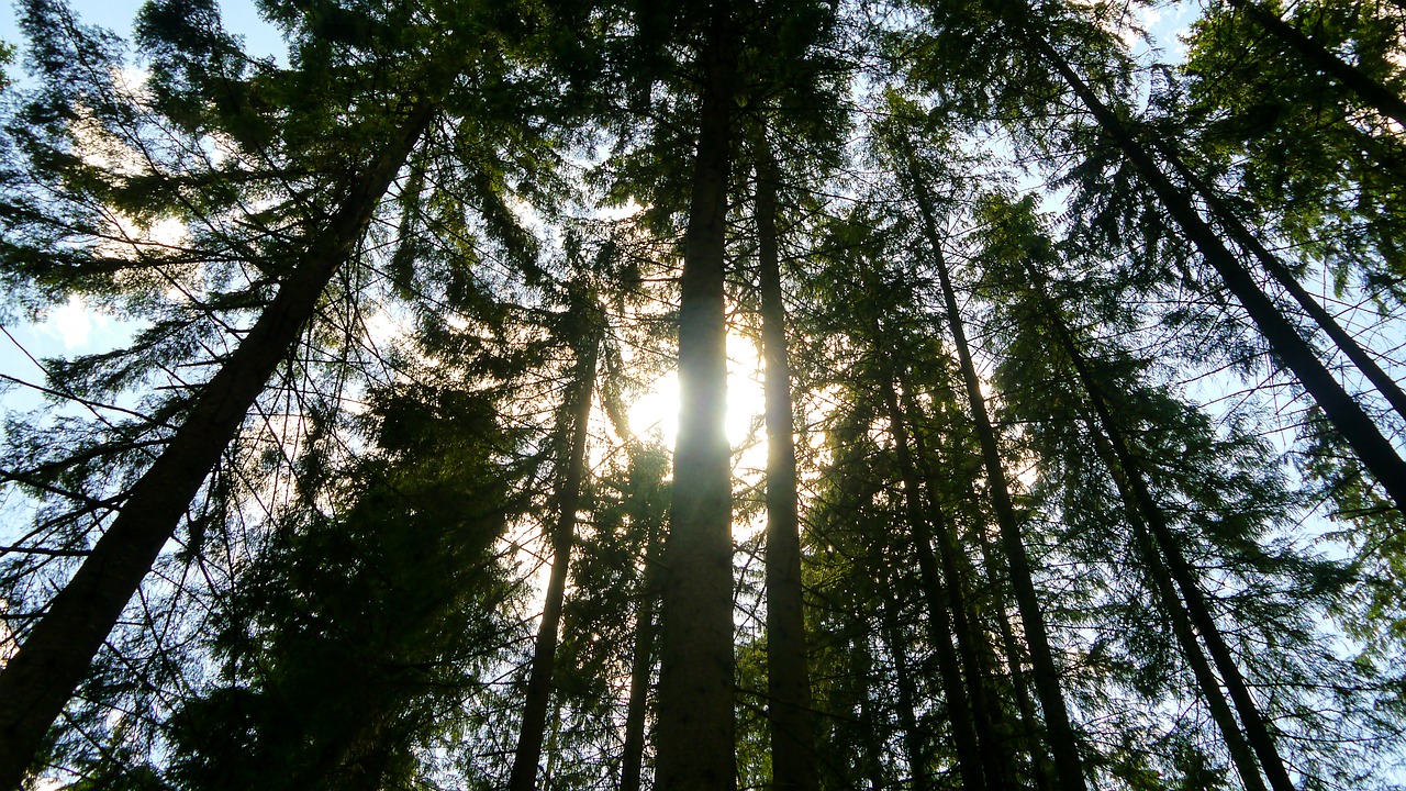 forest tree shadow free photo