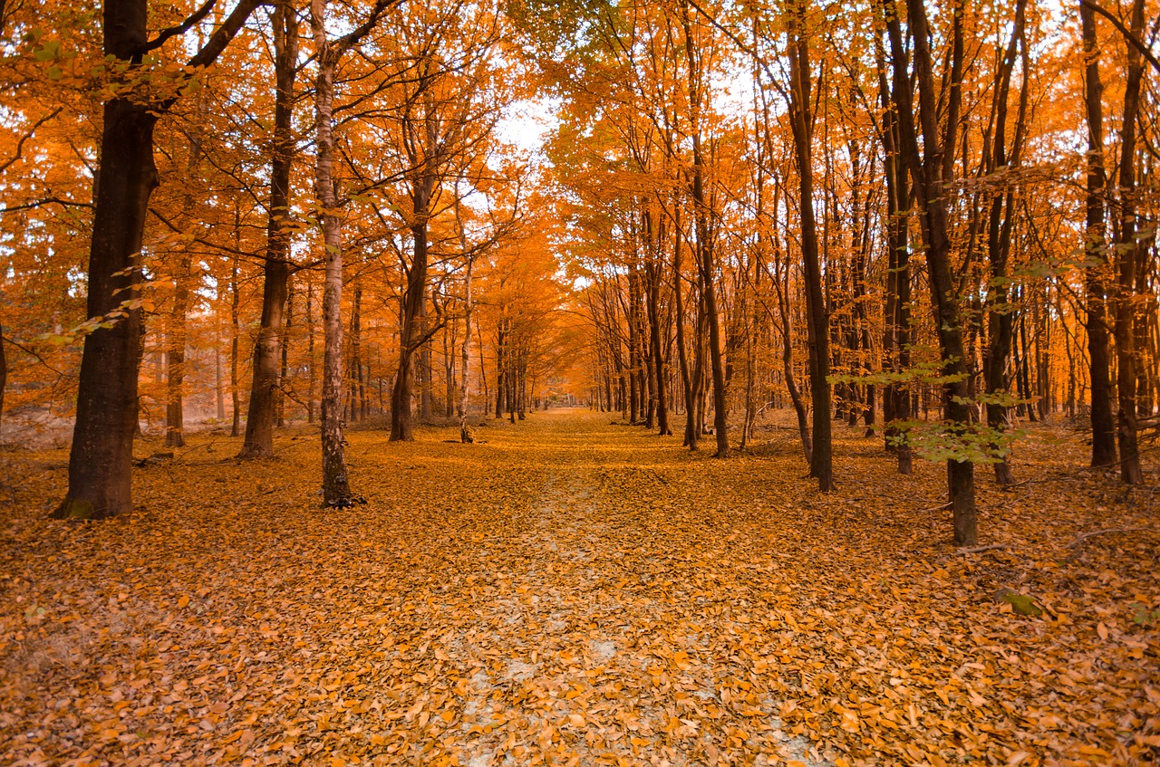 forest autumn orange free photo