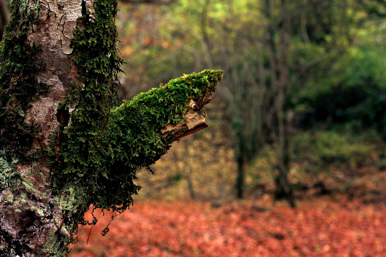 forest tree bark free photo