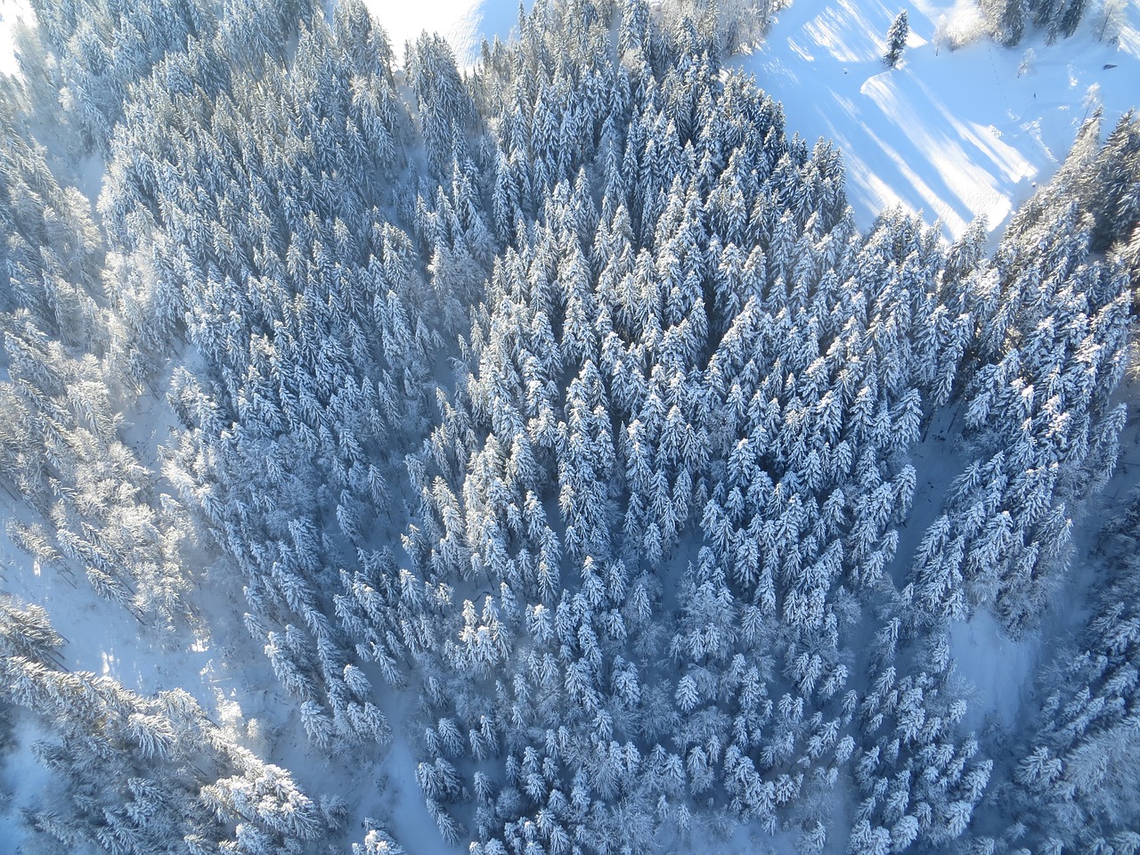 forest winter snow free photo