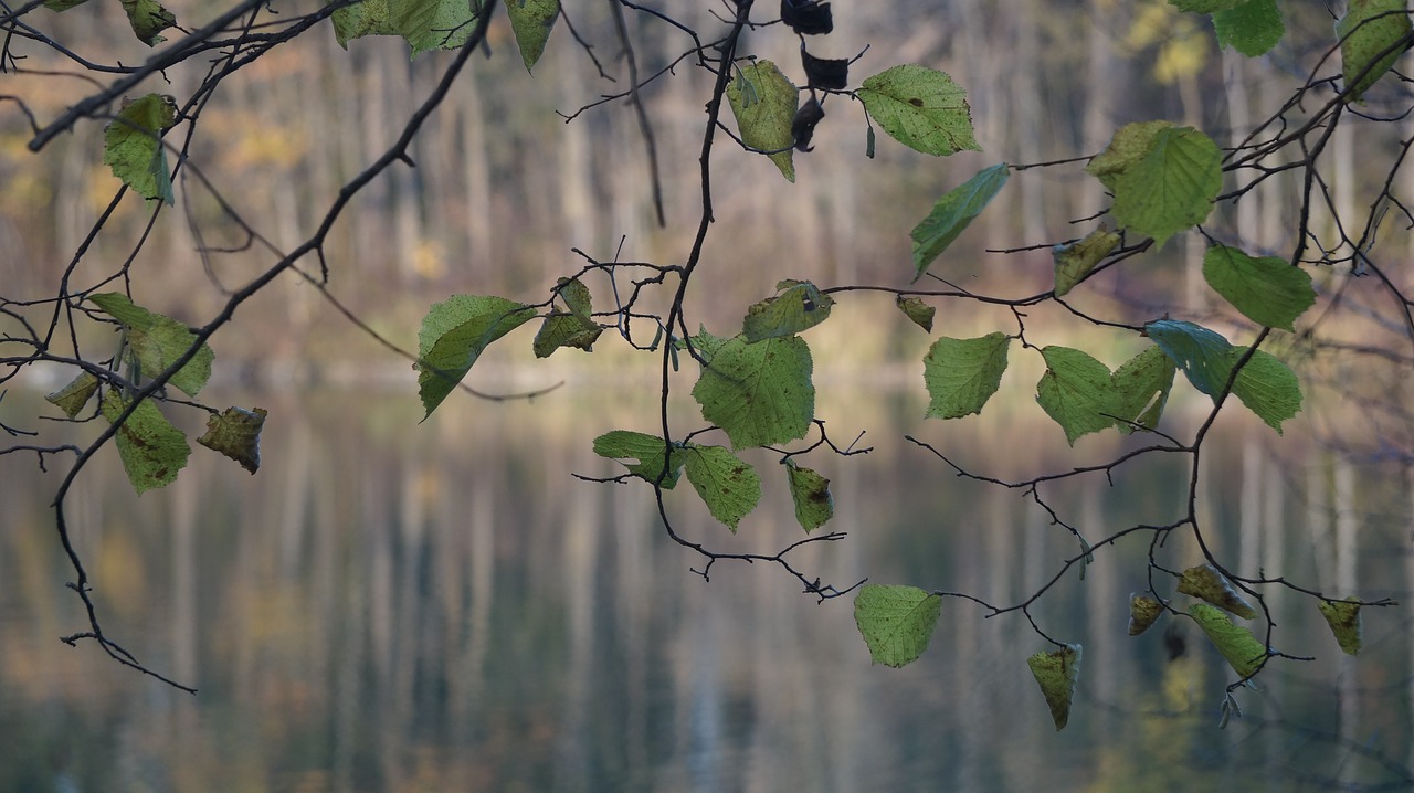 forest lake autumn free photo