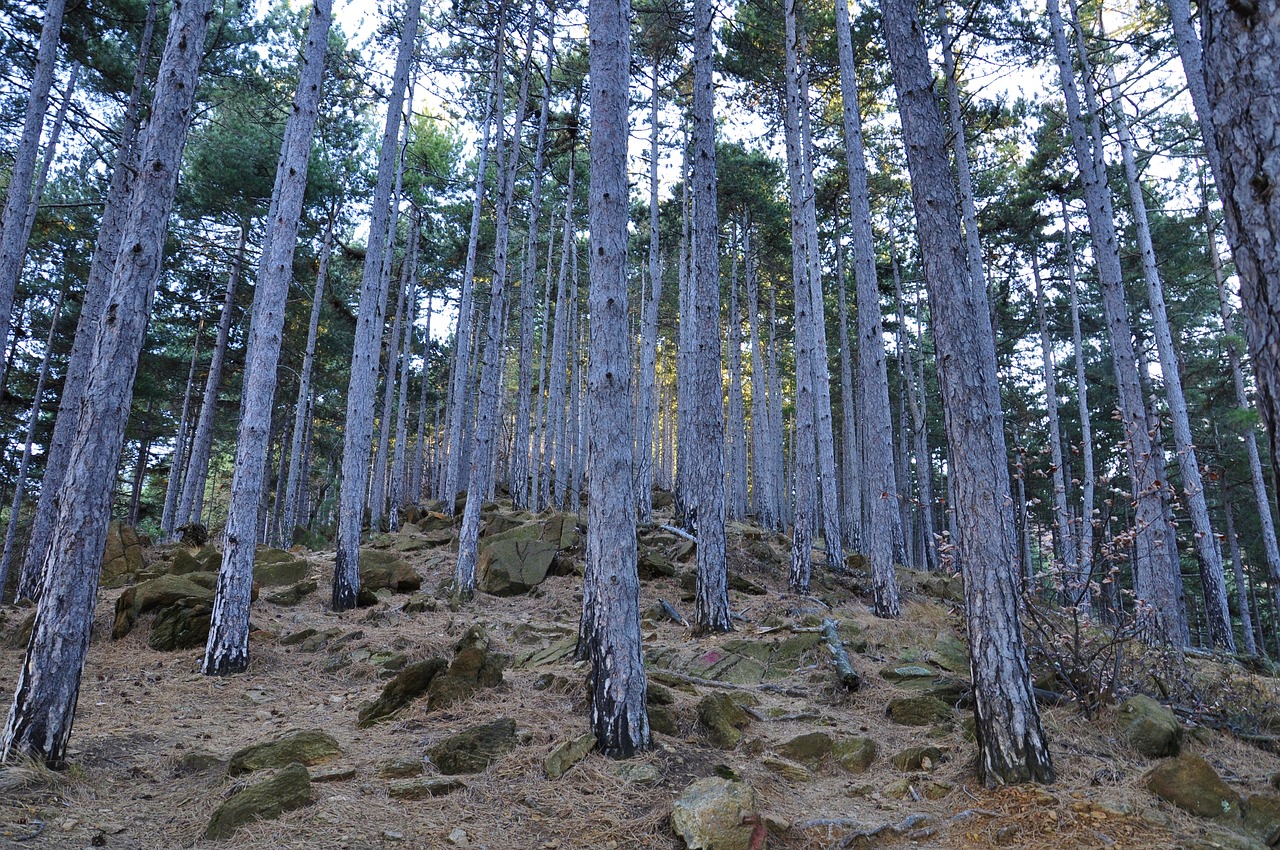 forest black pine trees free photo