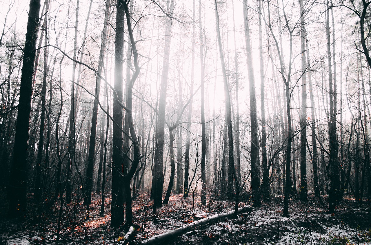 forest trees nature free photo