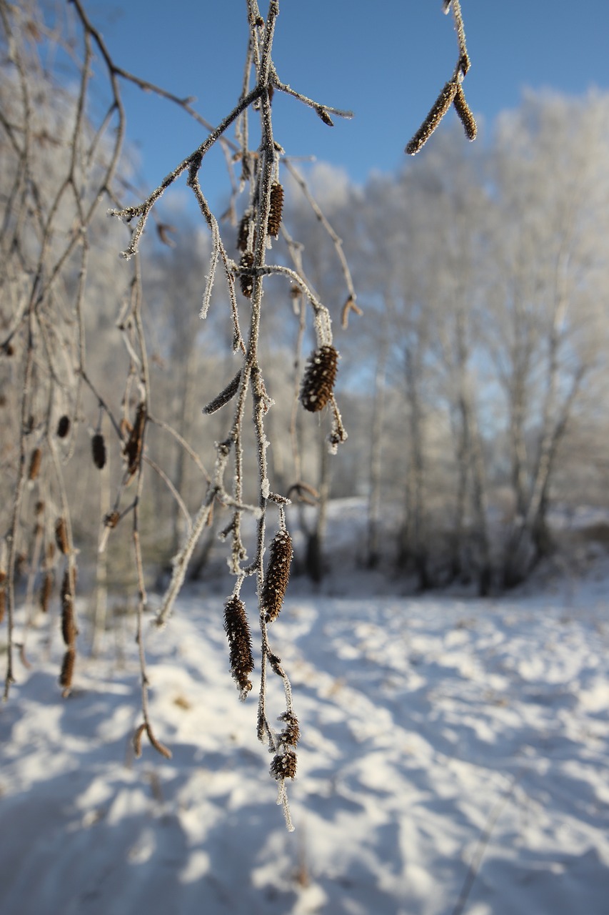 forest winter russia free photo