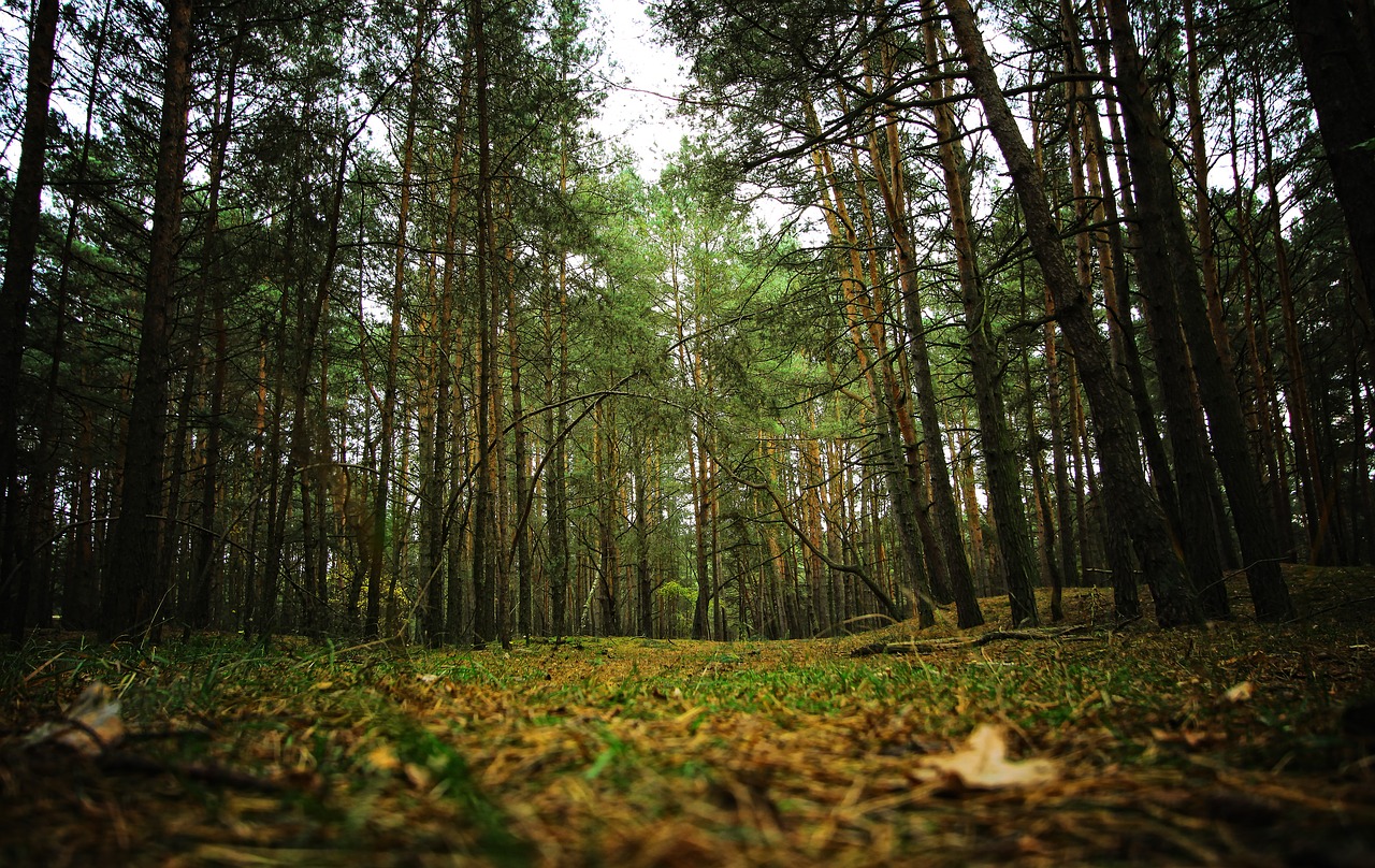 forest spacer nature free photo