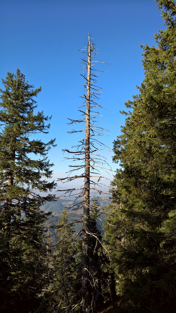 forest tree nature free photo