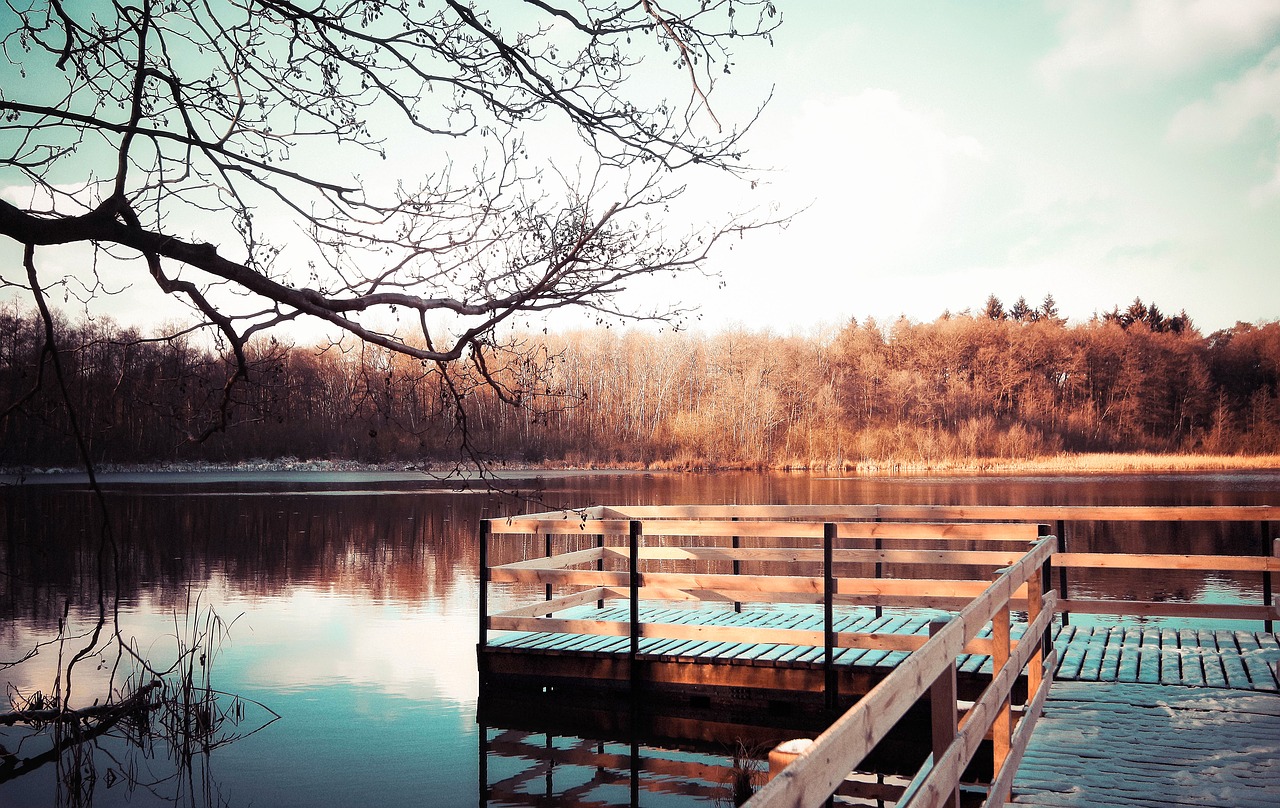 forest bridge lake free photo