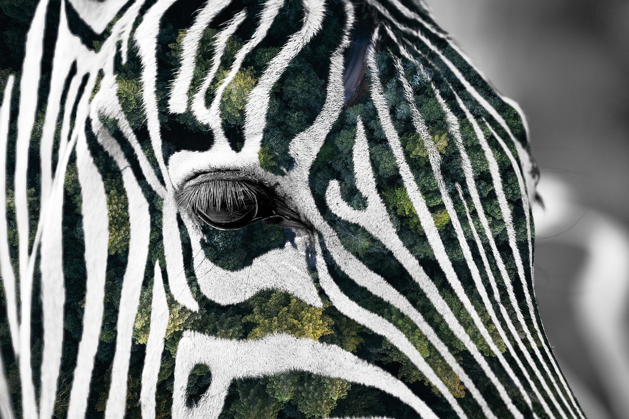 forest zebra africa free photo