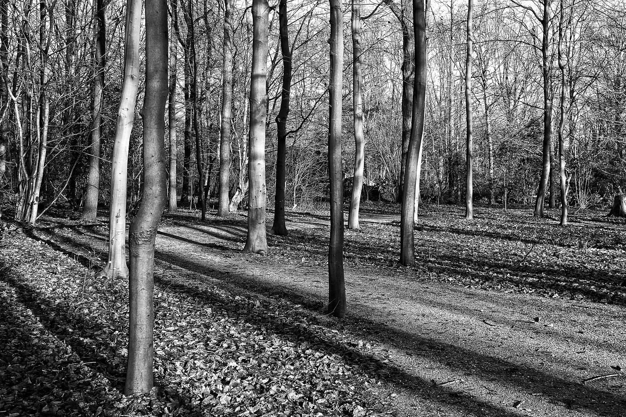 forest trees slender trees free photo