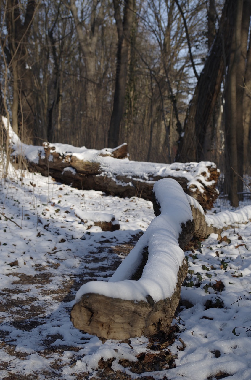 forest tree winter free photo