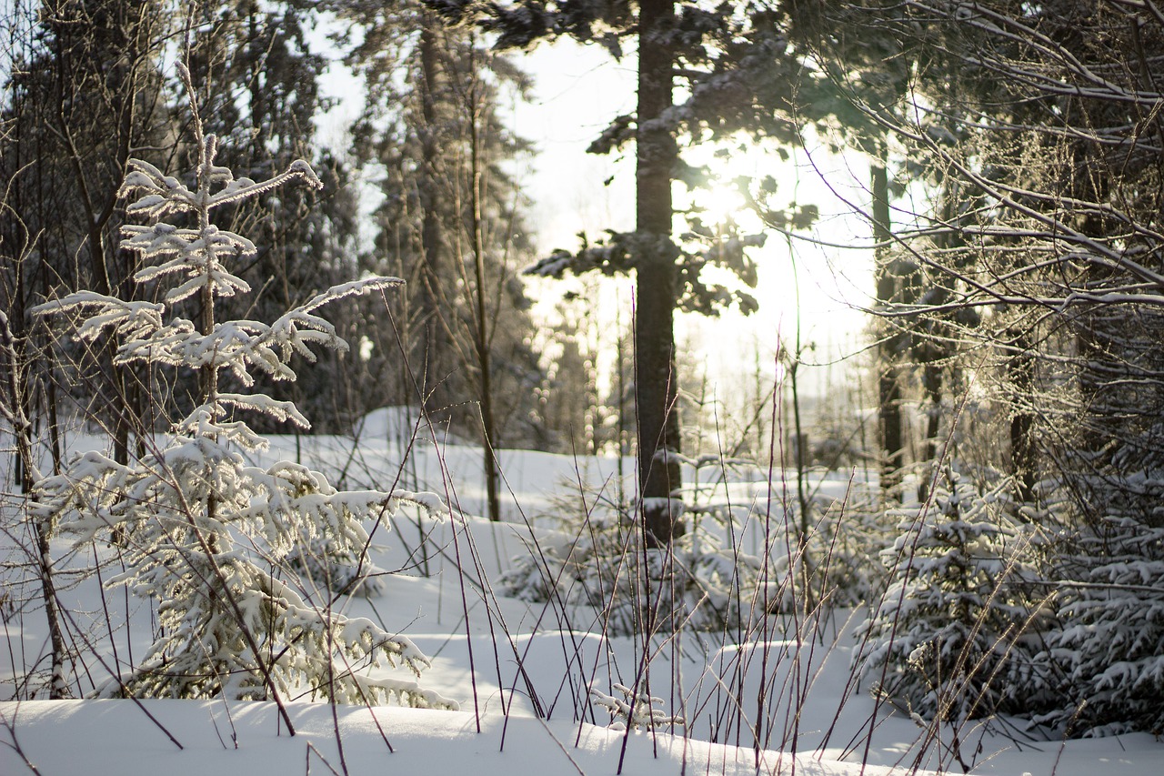 forest nature trees free photo