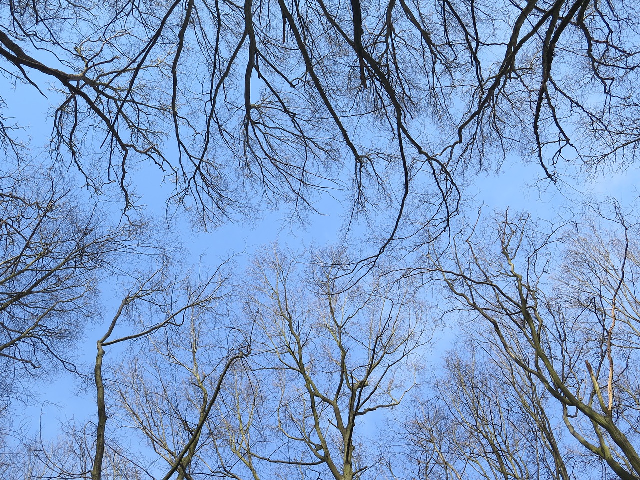 forest nature trees free photo