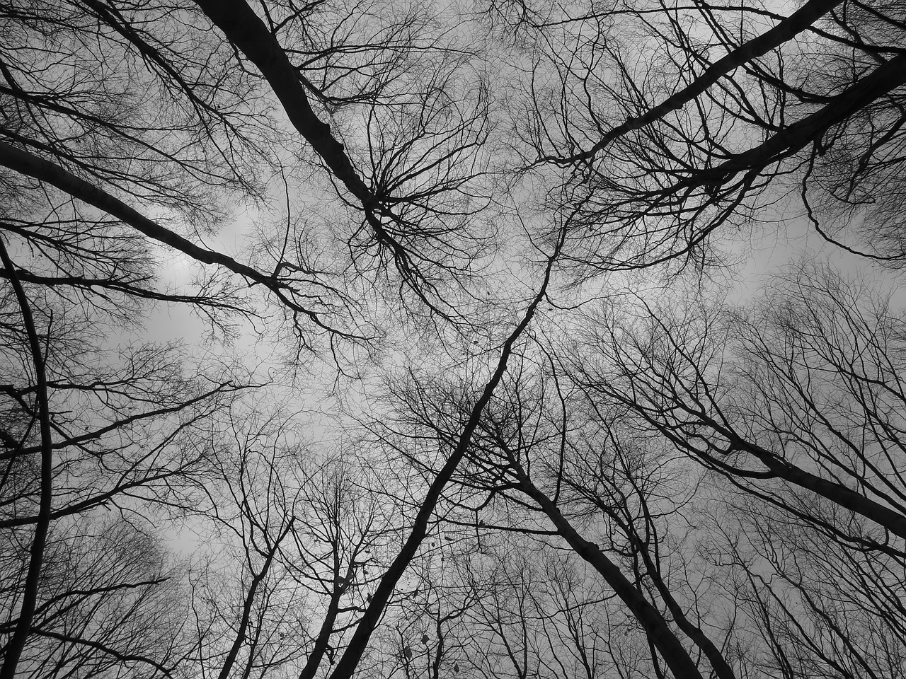 forest branches nature free photo