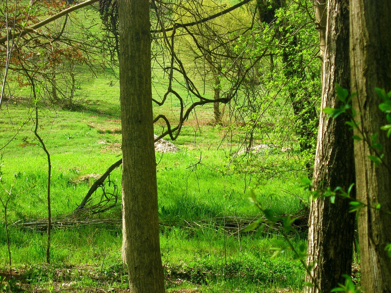 forest spring grass free photo