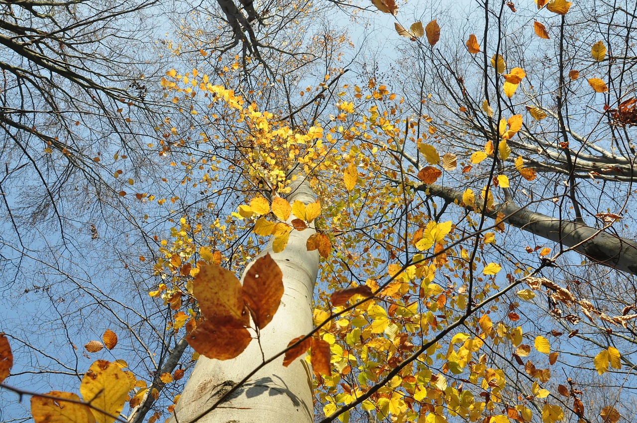 forest autumn sky free photo